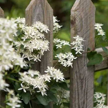 Clematis от семена, засаждане и грижи
