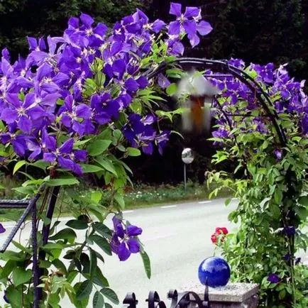 Clematis от семена, засаждане и грижи