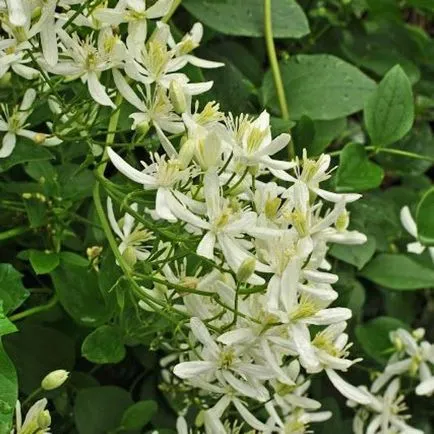 Clematis от семена, засаждане и грижи