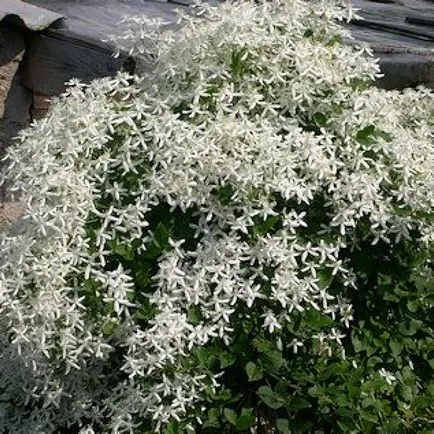 Clematis от семена, засаждане и грижи