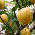 Вътрешен лимон - отглеждане на регламенти