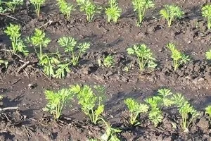 Кога и как да пререждам морковите и другите и как да пререждам морковите и други