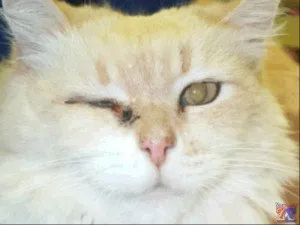 Конюнктивит при котки и котенца - причини, симптоми и лечение