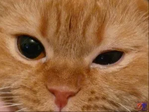 Конюнктивит при котки и котенца - причини, симптоми и лечение