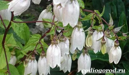 Bluebells цветя