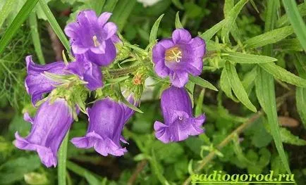 Bluebells цветя