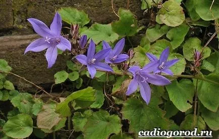 Bluebells цветя