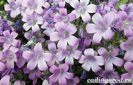 Bluebells цветя