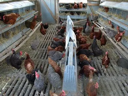 Когато хората започнат да се втурне пилета ярки (яйца, месо и яйца, месни породи)