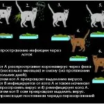 Koronovirusnaya инфекция в лечението котки, диагностика, дали за опасни хора за лечение на анализ
