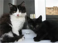 Котка и коте - котка свят (съобщение) Котка и коте - световен котка