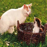 Котка и коте - котка свят (навици на котки) Котка и коте - световен котка
