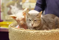 Kotokafe София - кафене с котки в Санкт Петербург