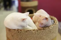 Kotokafe София - кафене с котки в Санкт Петербург