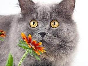 Cat кашлица, като че ли се задави, иска да изтръгне, хрипове, кихане какво да правя, причини и лечение (котка) Cat кашлица, като че ли се задави, иска да изтръгне, хрипове, кихане какво да правя, причини и лечение