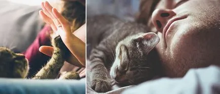 Koshkoterapiya знам как лечение на котки