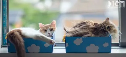 Kotokafe София - кафене с котки в Санкт Петербург