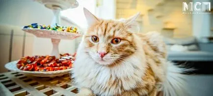 Kotokafe София - кафене с котки в Санкт Петербург