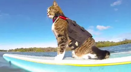 Кот капитан Yeoman и котка Каси - вълци на морето!