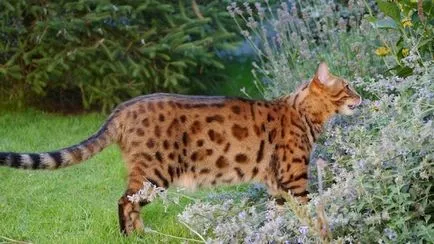 Котки тигри - Вид и снимки