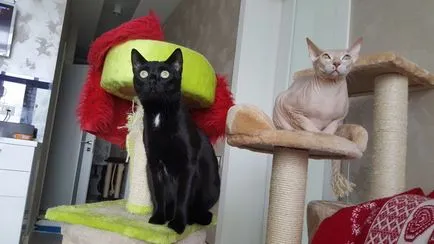 котка obeboshka
