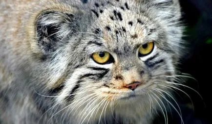 Pallas 
