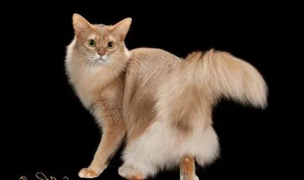 Сомалийски котка снимка