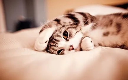 Котка или котка това е въпросът