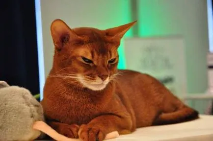 абисинска котка