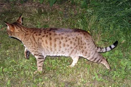 Котки тигри - Вид и снимки