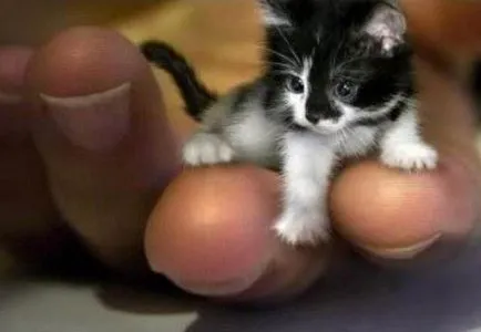 Кучета и котки са най-най-много!