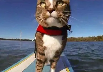 Кот капитан Yeoman и котка Каси - вълци на морето!