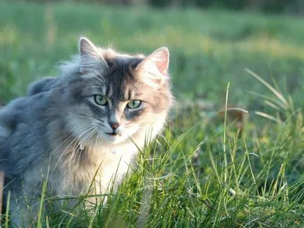 Котката не отива до тоалетната по един по - какво да правя
