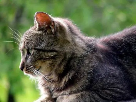 Котката не отива до тоалетната по един по - какво да правя