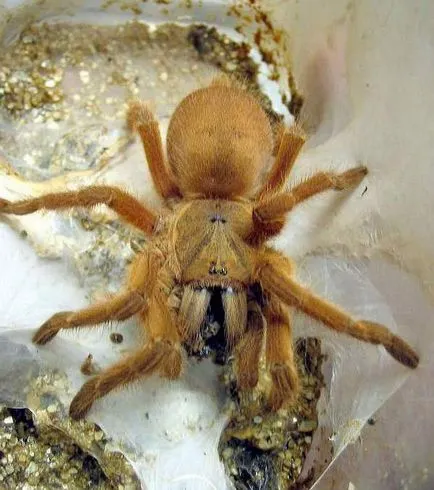 Хранене и вода, theraphosids (тарантули) на света