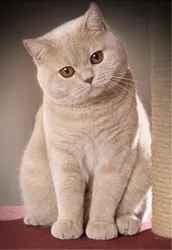 цвят крем - за котки - всичко за котки, котка сайт
