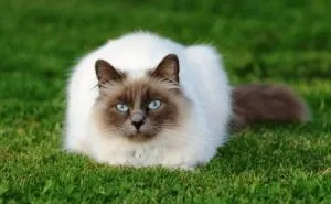Заек (Cat) и козе (овце) - от годината на раждане съвместимост на мъж и кози (котка съвместимост) една жена Заек (Cat) и козе (овце) - от годината на раждане съвместимост на един мъж и една жена