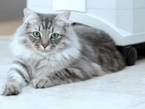 Кой по-добре от една котка или котка (мъж или жена) Кой по-добре от една котка или котка