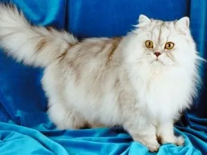 Кой по-добре от една котка или котка (по-добър) Кой по-добре от една котка или котка