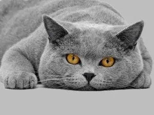 Кой по-добре от една котка или котка (по-добър) Кой по-добре от една котка или котка