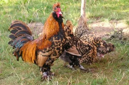Пилета Павлов описание порода, размножаване, хранене, фото и видео