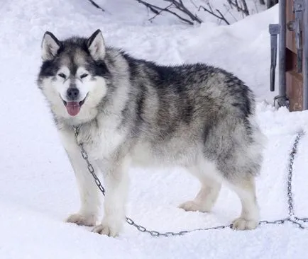 Къде да даде бездомно куче