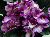 Privet храст - засаждане и грижи, снимки Privet, Привит отглеждане и развъждане; видове и сортове