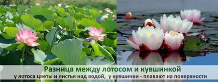 Водна лилия - водна лилия