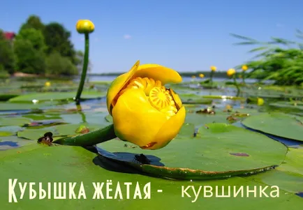 Водна лилия - водна лилия