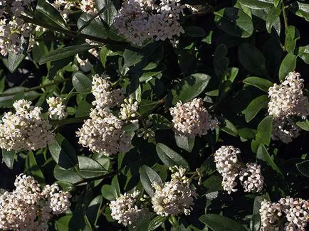 Privet храст - засаждане и грижи, снимки Privet, Привит отглеждане и развъждане; видове и сортове