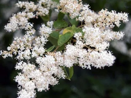 Privet храст - засаждане и грижи, снимки Privet, Привит отглеждане и развъждане; видове и сортове