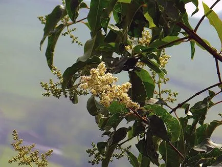 Privet храст - засаждане и грижи, снимки Privet, Привит отглеждане и развъждане; видове и сортове