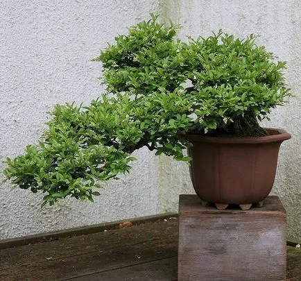Храст Ligustrum папрат снимка, засаждане и грижи, сортове