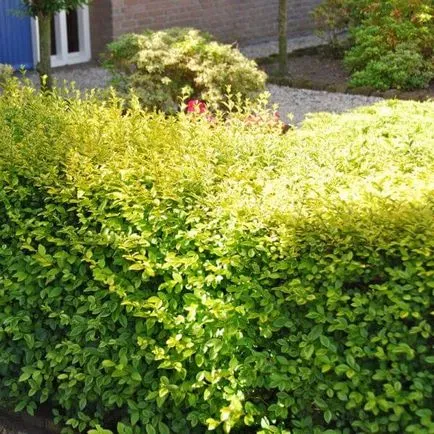 Храст Ligustrum папрат снимка, засаждане и грижи, сортове